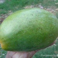 Mangifera indica L.